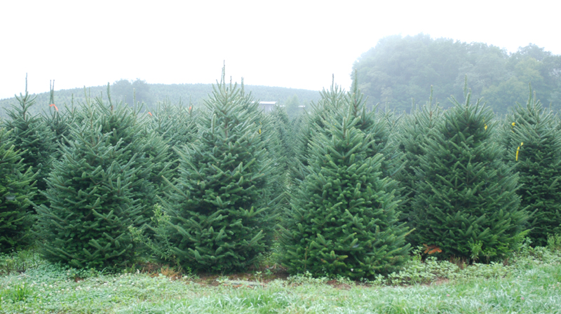 North Carolina Fraser Fir Trees