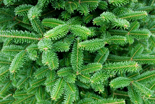 Fraser Fir foilage from Butler Farms